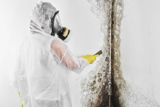 Best Mold Cleaning Services  in Bogota, NJ