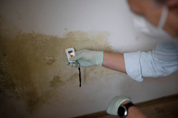 Best Commercial Mold Removal  in Bogota, NJ