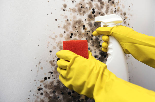 Best Toxic Mold Removal  in Bogota, NJ