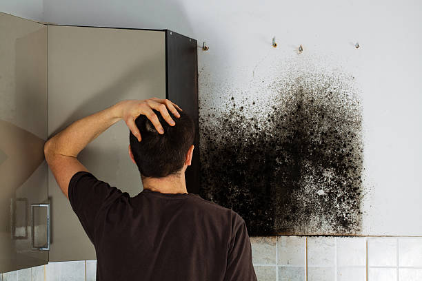 Best Mold Testing and Removal  in Bogota, NJ