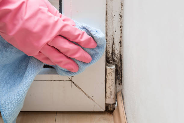 Best Professional Mold Removal  in Bogota, NJ